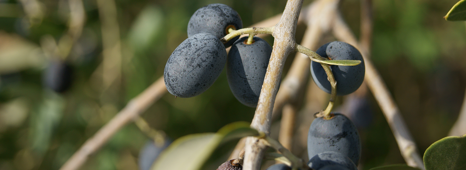 xylella fastidiosa