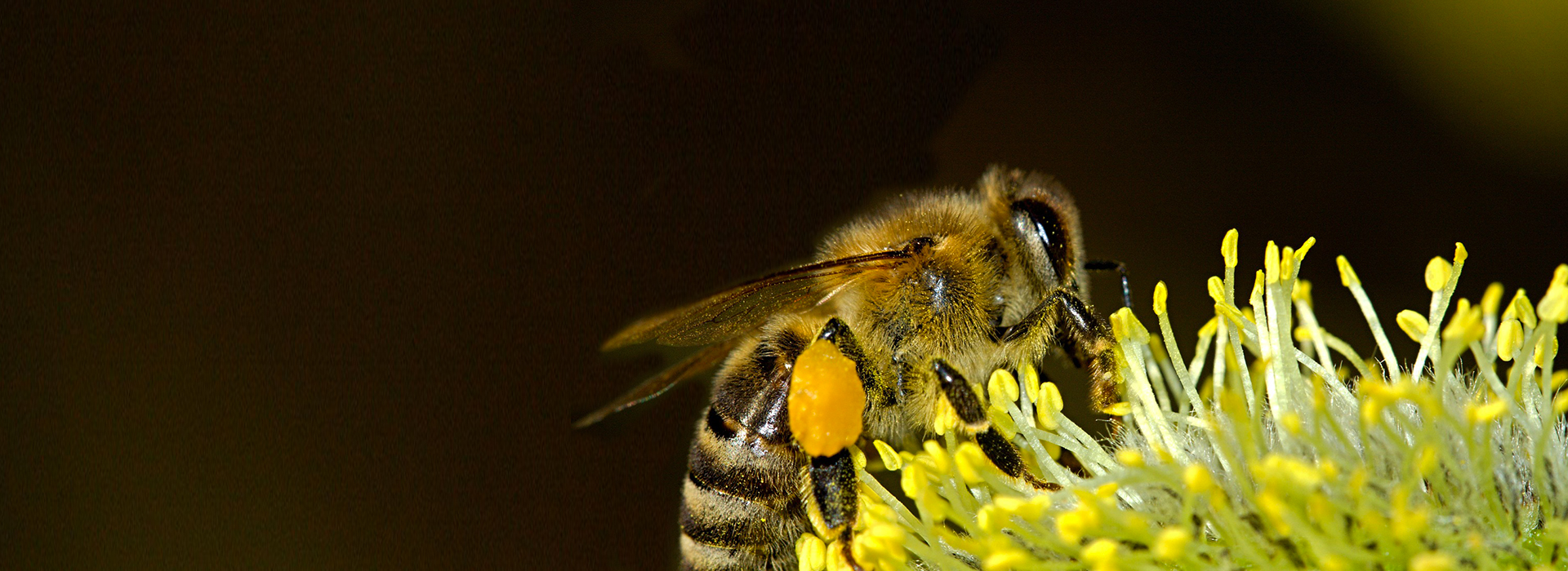FIORITURA