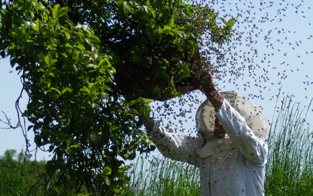 ADEMPIMENTI DELL’APICOLTORE