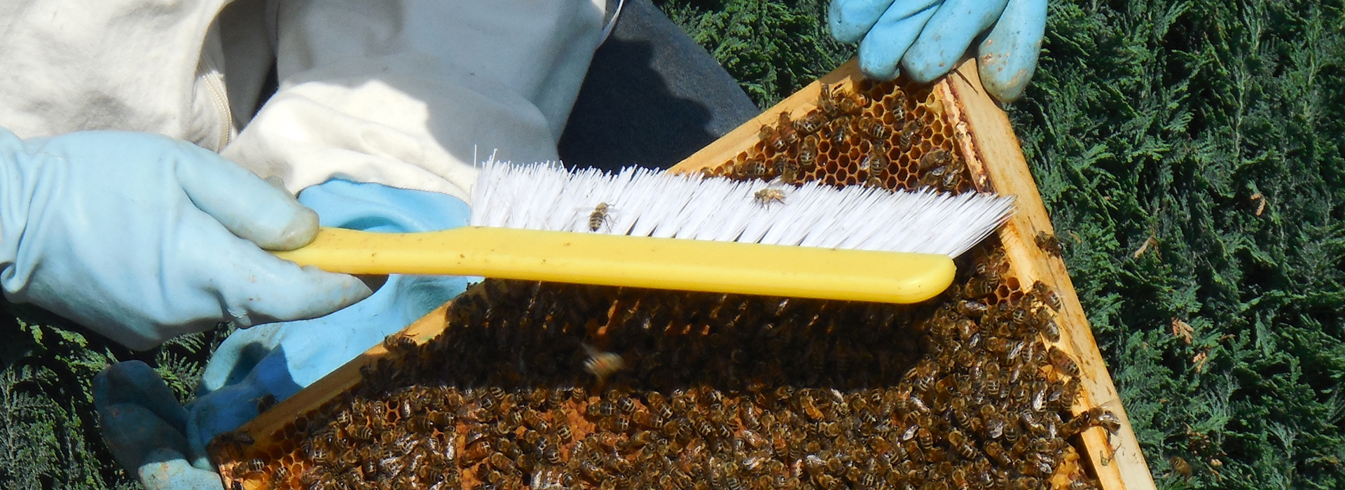 Nuovo corso avanzato di apicoltura
