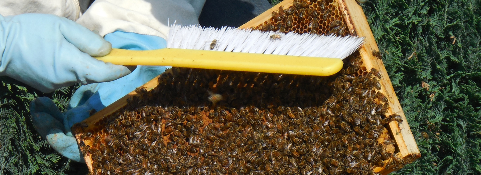 Schede tecniche dell'apicoltore