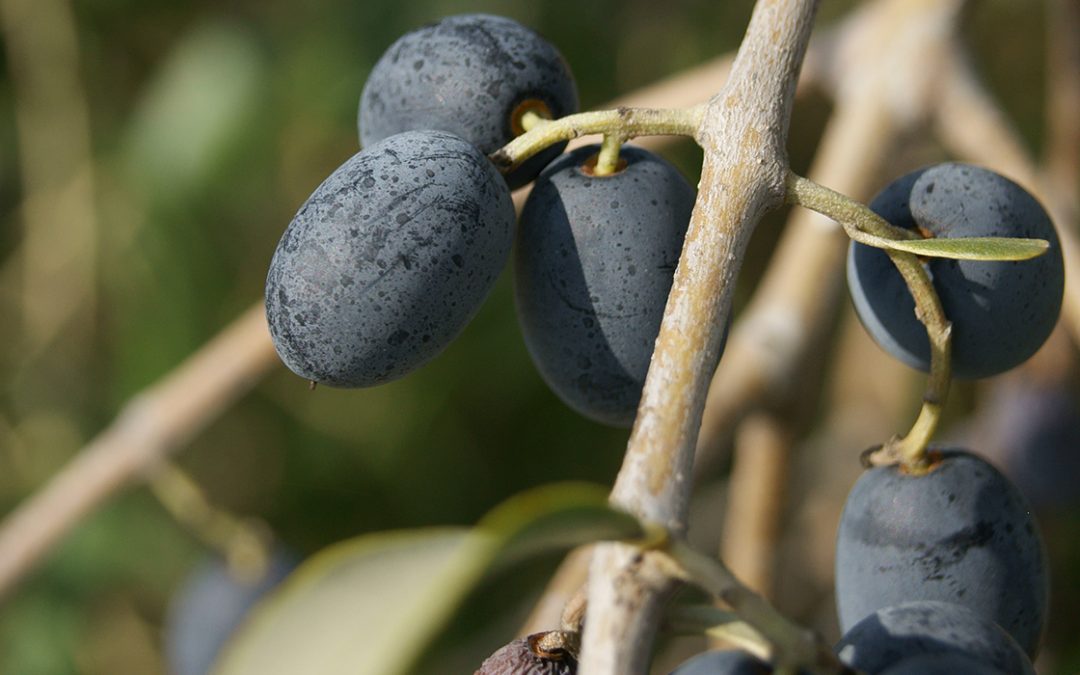 XYLELLA FASTIDIOSA
