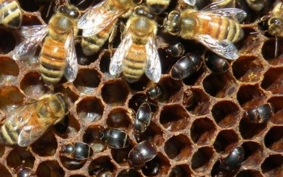 EMERGENZA ÆTHINA TUMIDA