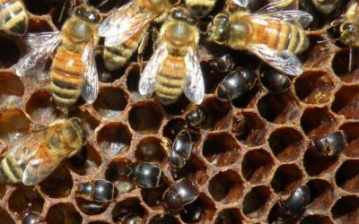 EMERGENZA ÆTHINA TUMIDA