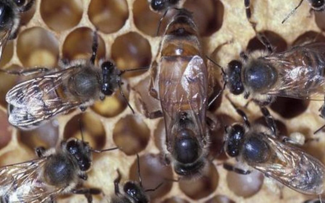 Giornata studio su SELEZIONE GENETICA E RIPRODUZIONE DI APIS MELLIFERA